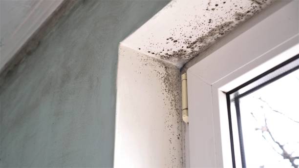 Best Office Mold Removal Services  in Spindale, NC