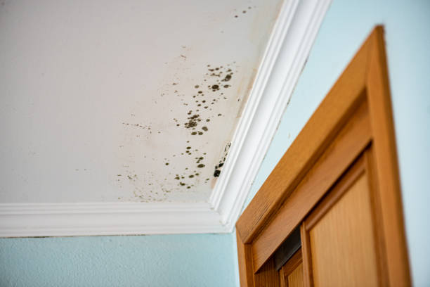 Best Mold Testing and Removal  in Spindale, NC