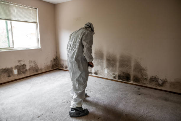 Trusted Spindale, NC Mold Removal Experts