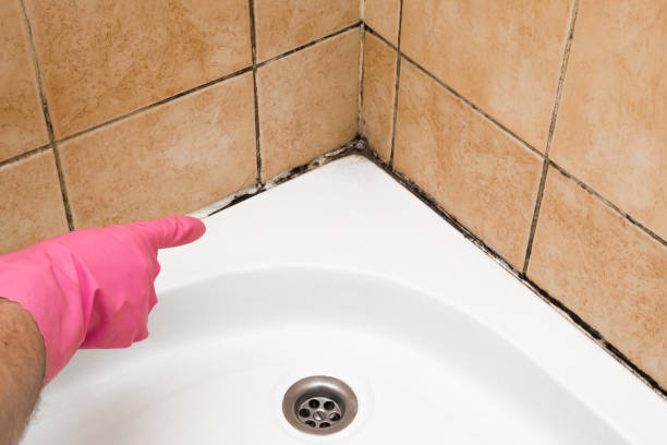 Best Mold Removal Process  in Spindale, NC